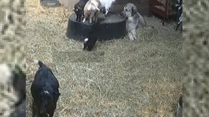 Illustration : Ce Berger d'Anatolie devient volontiers baby-sitter pour une fratrie de chevreaux remuants dont la mère est épuisée (vidéo)