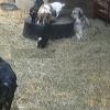 Illustration : Ce Berger d'Anatolie devient volontiers baby-sitter pour une fratrie de chevreaux remuants dont la mère est épuisée (vidéo)