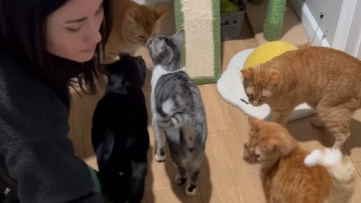 Illustration : "Une femme filme sa routine matinale avec ses 20 chats et son chien (vidéo)"