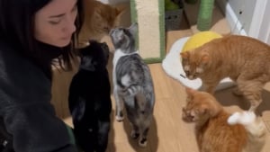 Illustration : "Une femme filme sa routine matinale avec ses 20 chats et son chien (vidéo)"