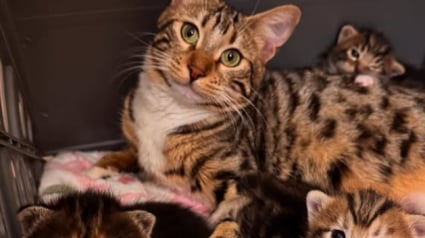 Illustration : Recueillie juste avant d’accoucher, cette chatte errante touche le cœur d’une chienne devenue sa protectrice