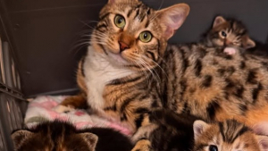Illustration : "Recueillie juste avant d’accoucher, cette chatte errante touche le cœur d’une chienne devenue sa protectrice"