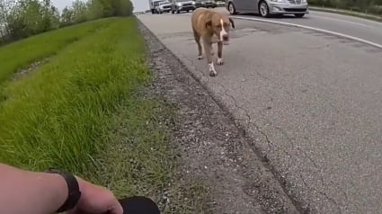 Illustration : L'imprudence d'un chien s'aventurant sur une autoroute déclenche l'intervention courageuse d'un policier (vidéo)