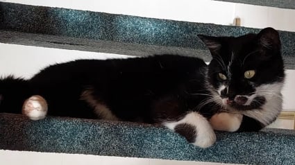 Illustration : Après un incroyable périple à travers 3 pays, un chat disparu depuis un an retrouve enfin sa maîtresse 