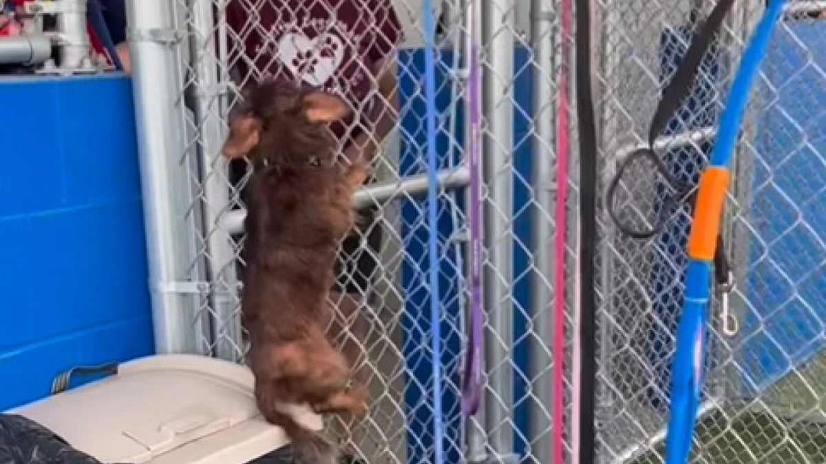 Illustration : "Petite mais rusée, cette chienne escalade son enclos comme une pro pour réclamer ses câlins"