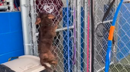 Illustration : Petite mais rusée, cette chienne escalade son enclos comme une pro pour réclamer ses câlins