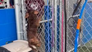 Illustration : Petite mais rusée, cette chienne escalade son enclos comme une pro pour réclamer ses câlins