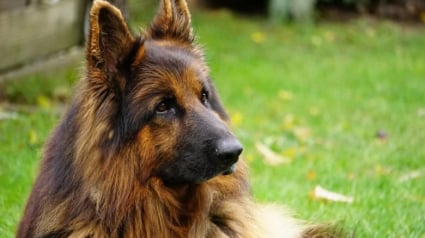 Illustration : En jouant le numéro d’identification de sa chienne décédée au loto, cet homme remporte le gros lot !