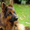 Illustration : En jouant le num&eacute;ro d&rsquo;identification de sa chienne d&eacute;c&eacute;d&eacute;e au loto, cet homme remporte le gros lot !