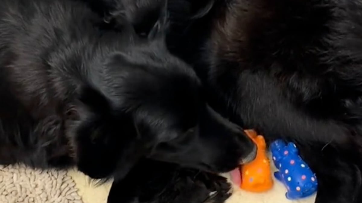 Illustration : "Une chienne en mal de maternité couve des cochons en plastique avant d’avoir enfin son propre chiot à aimer (vidéo)"