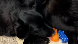 Illustration : "Une chienne en mal de maternité couve des cochons en plastique avant d’avoir enfin son propre chiot à aimer (vidéo)"