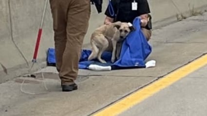 Illustration : Le sauvetage d'un chien découvert seul sur une route très fréquentée lui ouvre la voie vers un nouveau départ