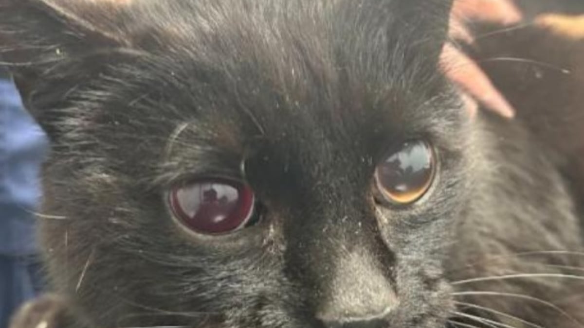 Illustration : "Disparu depuis 6 mois, ce chat est retrouvé aveugle mais comblé de bonheur en retrouvant sa famille"