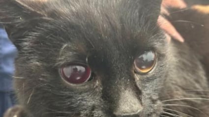 Illustration : Disparu depuis 6 mois, ce chat est retrouvé aveugle mais comblé de bonheur en retrouvant sa famille
