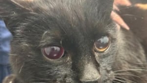 Illustration : "Disparu depuis 6 mois, ce chat est retrouvé aveugle mais comblé de bonheur en retrouvant sa famille"