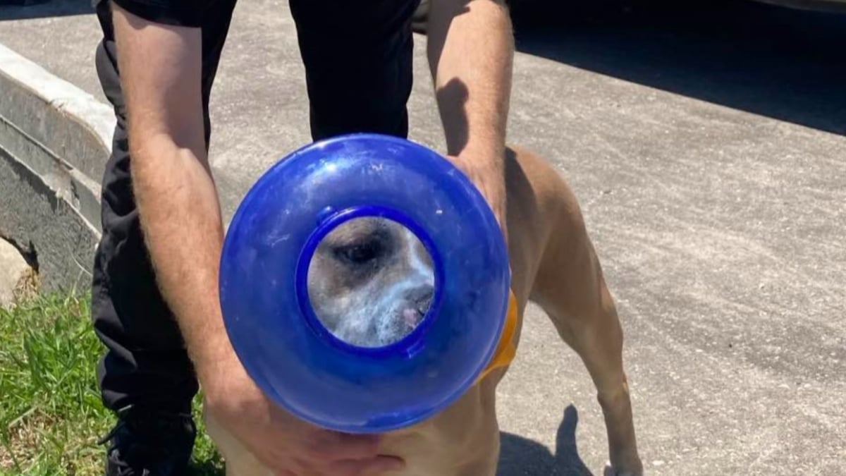 Illustration : "Un chien retrouvé la tête coincée dans un bidon d’eau s’en sort miraculeusement sans boire ni manger pendant des jours "