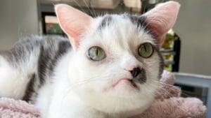 Illustration : "Un chat au visage déformé et aux organes sens dessus dessous trouve enfin l'aide dont il a besoin pour repartir sur la bonne patte"