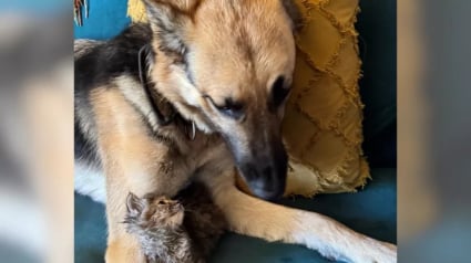 Illustration : Ce chaton, abandonné devant la porte d’une maison, trouve amitié et réconfort auprès du Berger Allemand de la famille