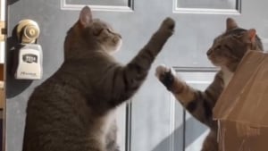 Illustration : "Ces 2 frères chats adoptés ensemble ont un salut spécial qu'ils effectuent tous les jours depuis 5 ans (vidéo)"