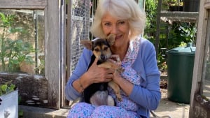 Illustration : "Camilla, reine consort du Royaume-Uni, présente officiellement sa nouvelle chienne adoptée dans un refuge"
