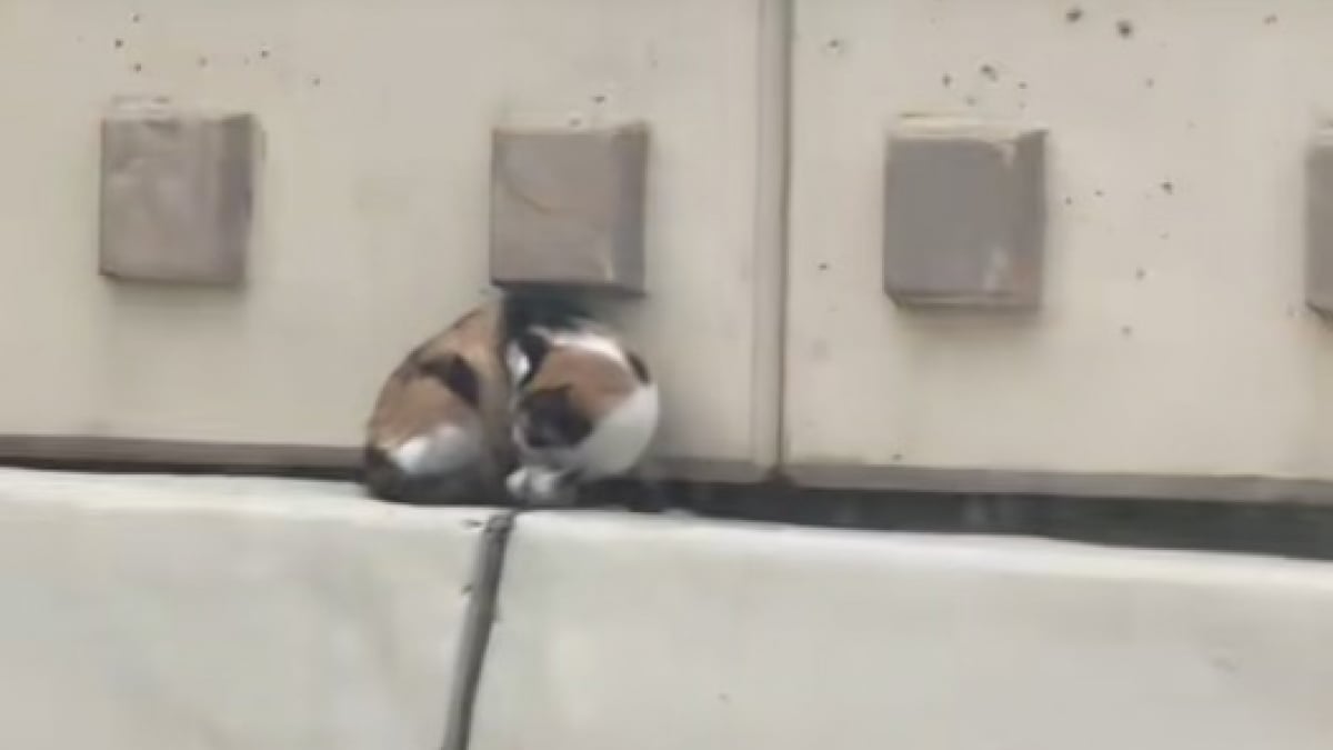Illustration : "Une femme risque sa vie sur l’autoroute pour secourir une chatte coincée sur le terre-plein (vidéo) "