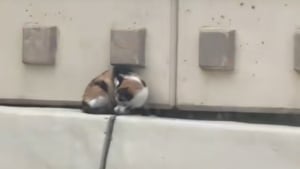 Illustration : "Une femme risque sa vie sur l’autoroute pour secourir une chatte coincée sur le terre-plein (vidéo) "