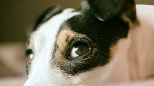 Illustration : "Les grognements d'un chien permettent de sauver la vie de son maître alors que les flammes envahissent leur maison"