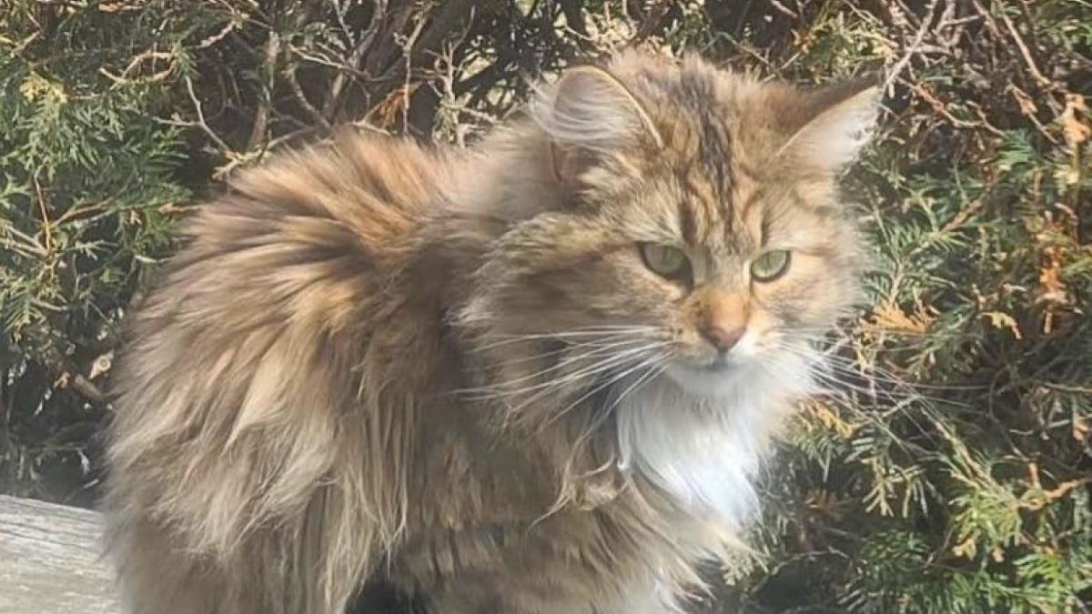 Illustration : "Sauvé de l'errance, un chaton extrêmement reconnaissant ne cesse de ronronner en présence de ses sauveurs"
