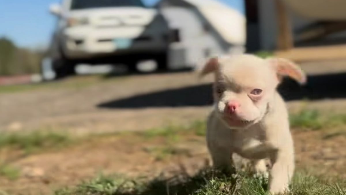 Illustration : "Survivant d'une usine à chiots insalubre et d'un froid glacial, ce jeune chien entame une nouvelle vie pleine d’amour (vidéo)"