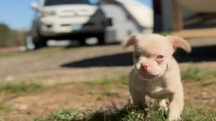 Illustration : Survivant d'une usine à chiots insalubre et d'un froid glacial, ce jeune chien entame une nouvelle vie pleine d’amour (vidéo)