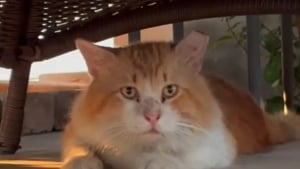 Illustration : Un chat sédaté s’échappe de la clinique vétérinaire et parcourt plusieurs kilomètres pour rentrer chez lui 