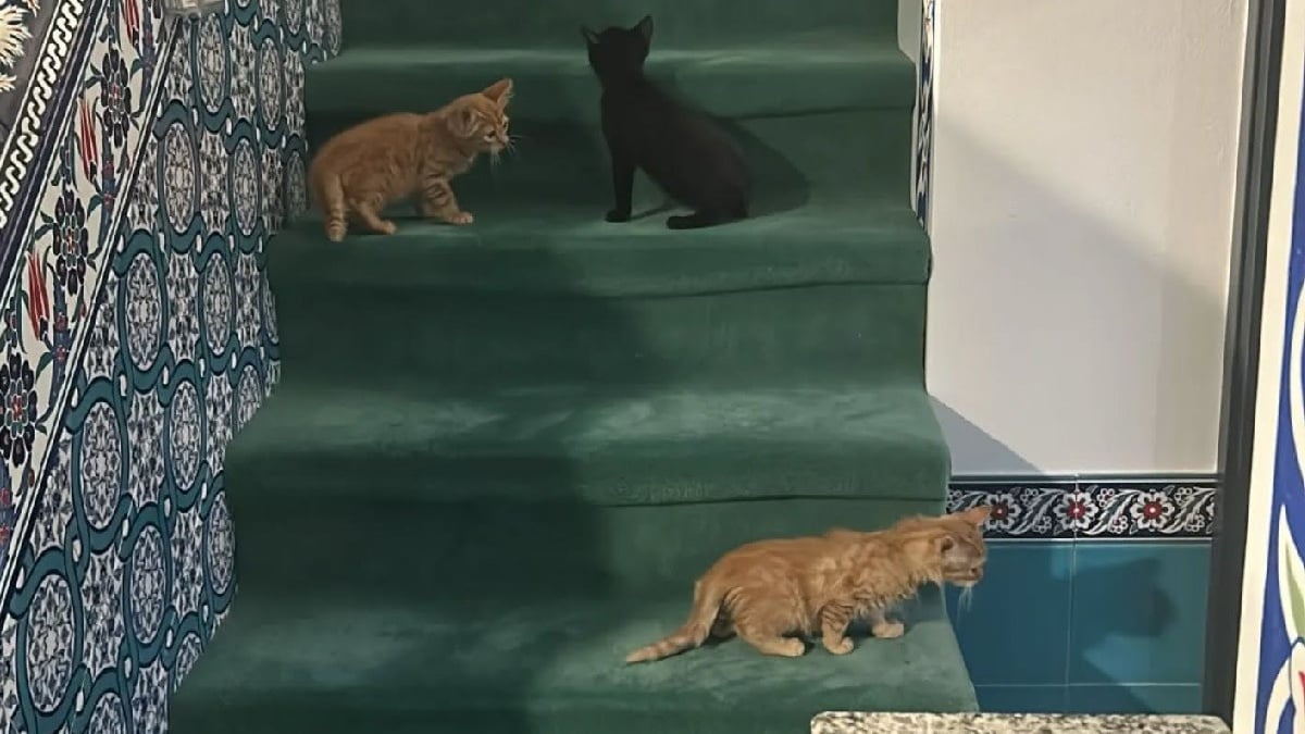 Illustration : "Coup de théâtre après l'appel à témoin lancé par les responsables d'une mosquée dont l'un des chats a été volé"
