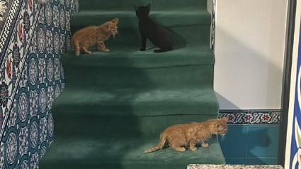 Illustration : Coup de théâtre après l'appel à témoin lancé par les responsables d'une mosquée dont l'un des chats a été volé