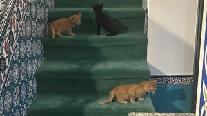 Illustration : Coup de théâtre après l'appel à témoin lancé par les responsables d'une mosquée dont l'un des chats a été volé