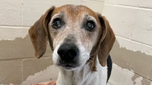 Illustration : "Abandonné pour la deuxième fois à l'âge de 12 ans, ce vieux Beagle trouve paix et amour dans un nouveau foyer"