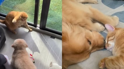 Illustration : Une vidéo retrace la façon dont un chien et un chat sont passés d’ennemis à meilleurs amis 