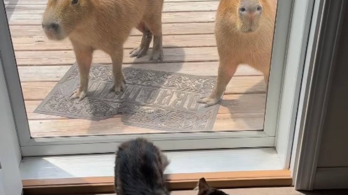 Illustration : "Ces capybaras sont très attendus lorsqu’ils rendent visite à leurs amis chien et chat (vidéo) "