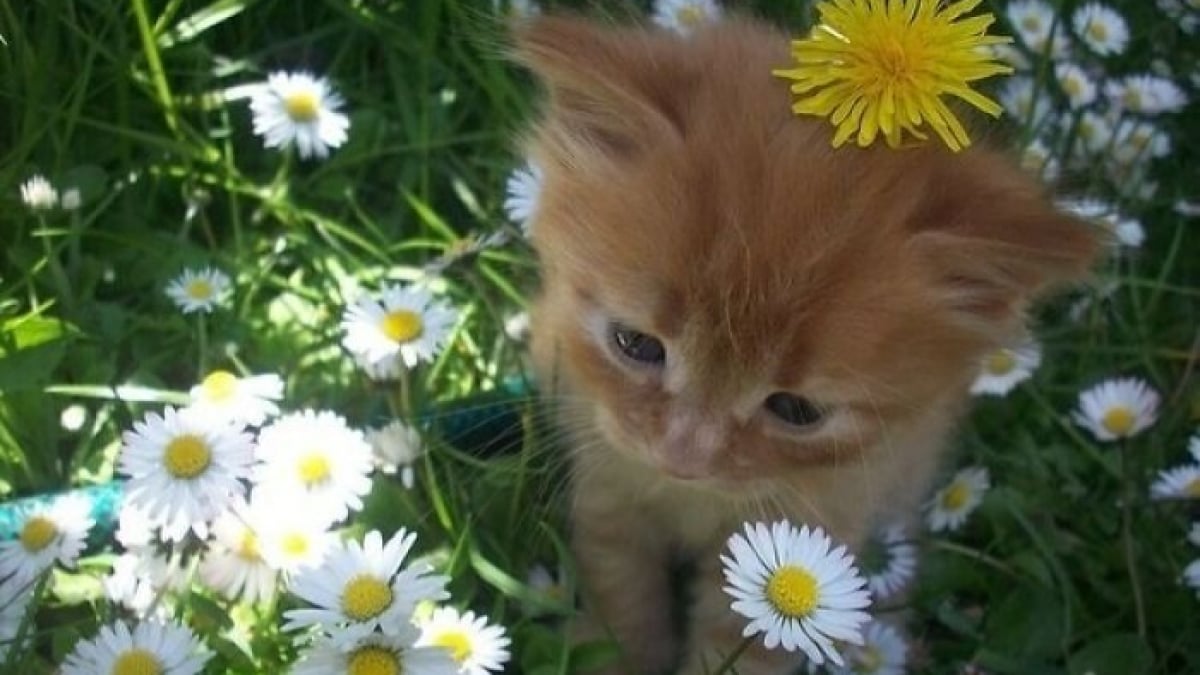 Illustration : "15 photos de chats prises au moment le plus adorable"