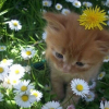 Illustration : 15 photos de chats prises au moment le plus adorable