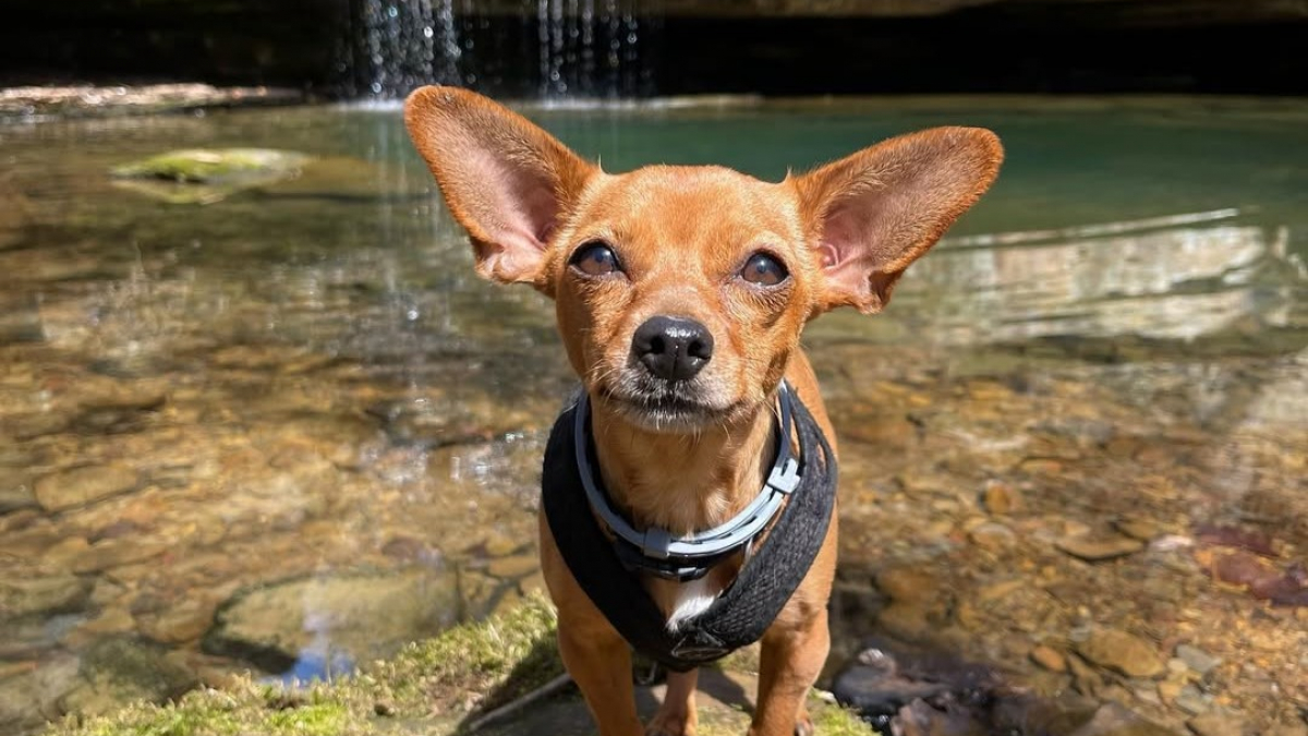 Illustration : "10 chiens qui ont vécu leur meilleure vie durant les vacances de printemps"