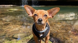 Illustration : 10 chiens qui ont vécu leur meilleure vie durant les vacances de printemps