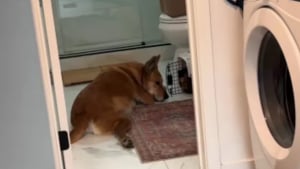 Illustration : "À 10 ans, l’instinct maternel de cette chienne se révèle lorsqu’il s’agit de s’occuper d’un chaton de 3 mois (vidéo)"