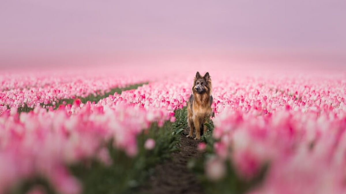 Illustration : "20 photos de chiens absolument sublimes et prises par une photographe de talent"