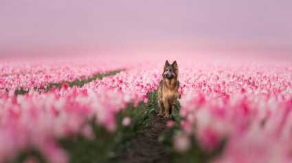 Illustration : 20 photos de chiens absolument sublimes et prises par une photographe de talent