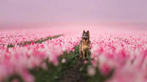 Illustration : 20 photos de chiens absolument sublimes et prises par une photographe de talent