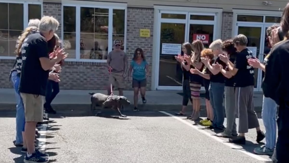 Illustration : "Pensionnaire d’un refuge pendant 4 ans, ce chien a le droit à une haie d’honneur pour fêter son adoption (vidéo)"