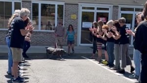 Illustration : "Pensionnaire d’un refuge pendant 4 ans, ce chien a le droit à une haie d’honneur pour fêter son adoption (vidéo)"