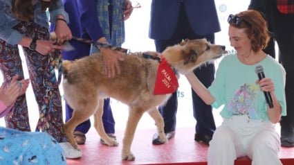 Illustration : La Palm Dog 2025 dévoilera le lauréat qui succèdera à Kodi le 23 mai prochain à Cannes