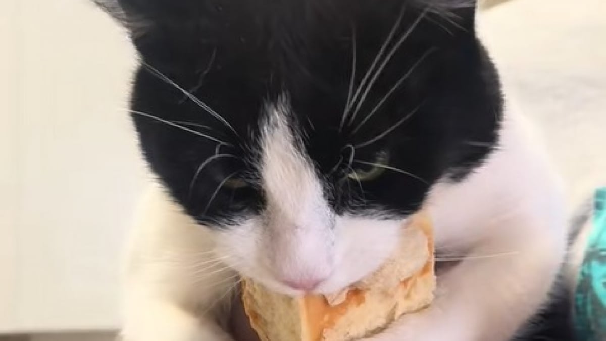 Illustration : "Habitué à lutter pour sa survie, cet ex-chat errant a toujours peur de manquer de nourriture et protège ses aliments"