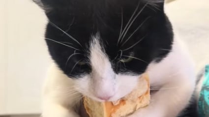 Illustration : Habitué à lutter pour sa survie, cet ex-chat errant a toujours peur de manquer de nourriture et protège ses aliments
